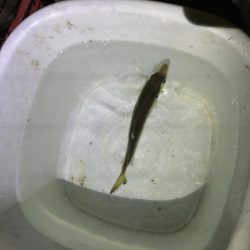 泳がせ釣りでハマチ